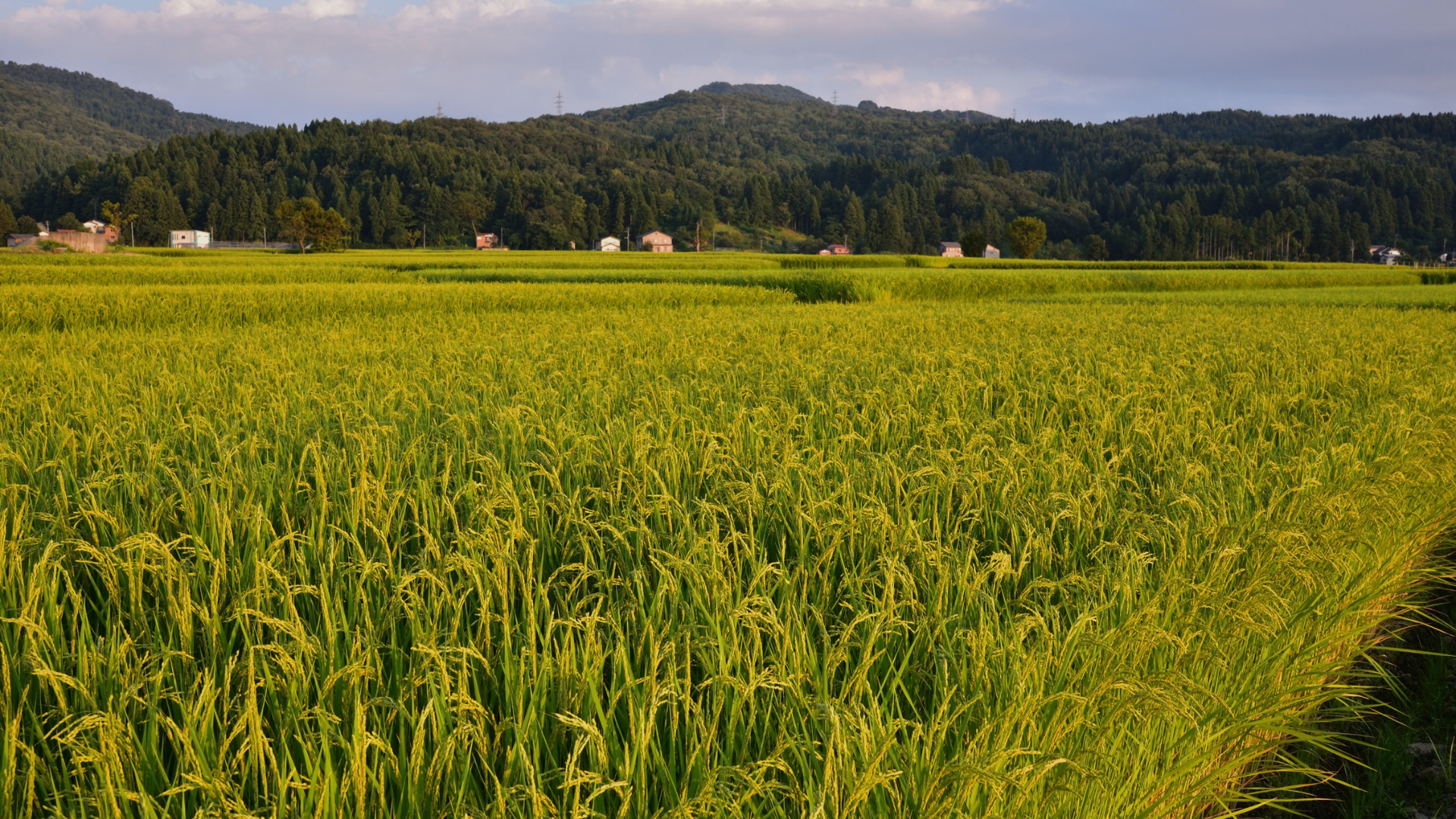 Green field